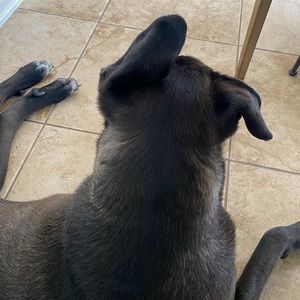 Meet your Posher, Shuling